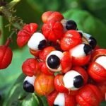 Guarana berries